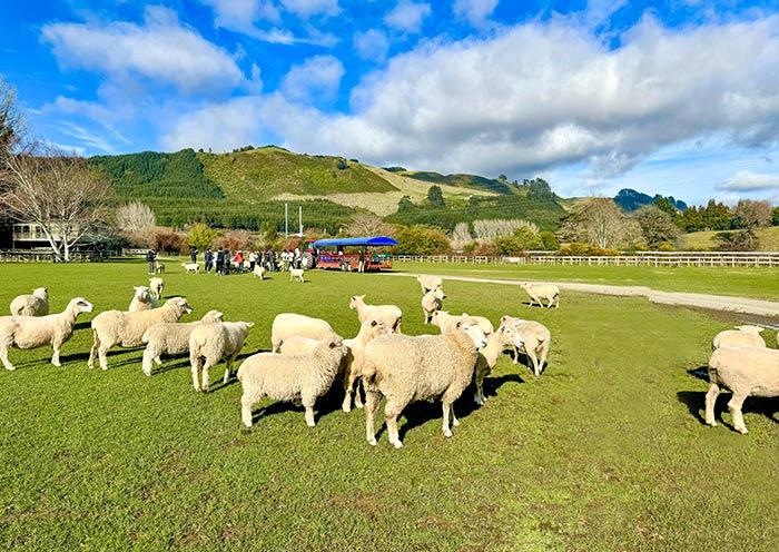 愛歌頓農場 愛歌頓農場