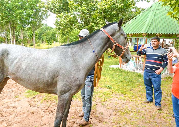 阿哈爾捷金馬 阿哈爾捷金馬