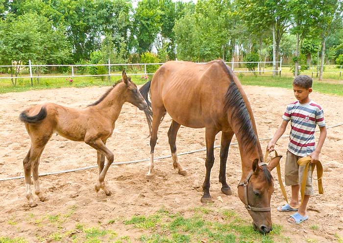 阿哈爾捷金馬 阿哈爾捷金馬