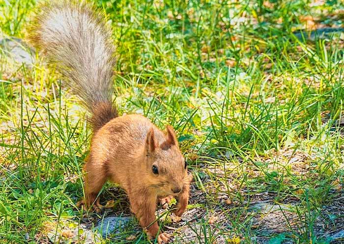 阿拉阿查國家公園 阿拉阿查國家公園