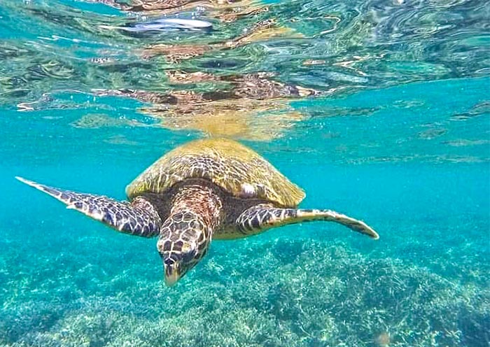 本托塔海灘的海龜 本托塔海灘的海龜