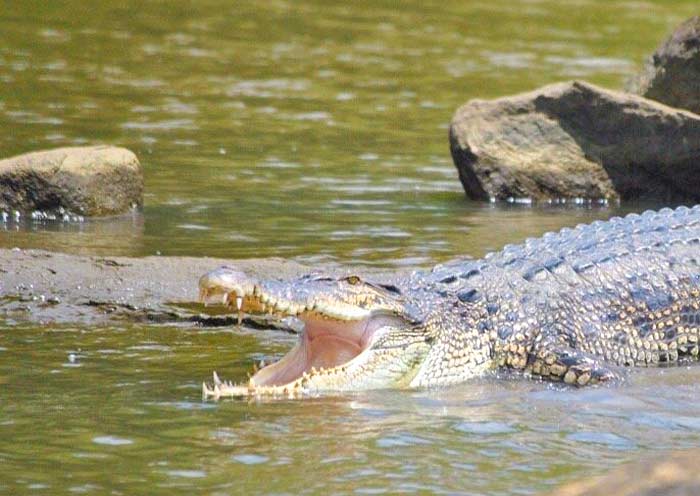 馬渡河偶遇野生動物 馬渡河偶遇野生動物