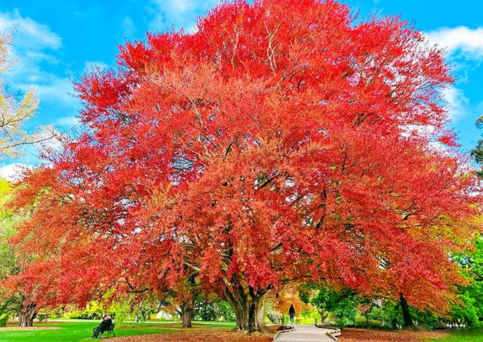 基督城植物園 基督城植物園