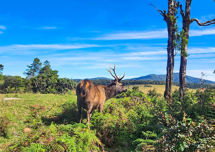 霍頓平原國家公園 霍頓平原國家公園