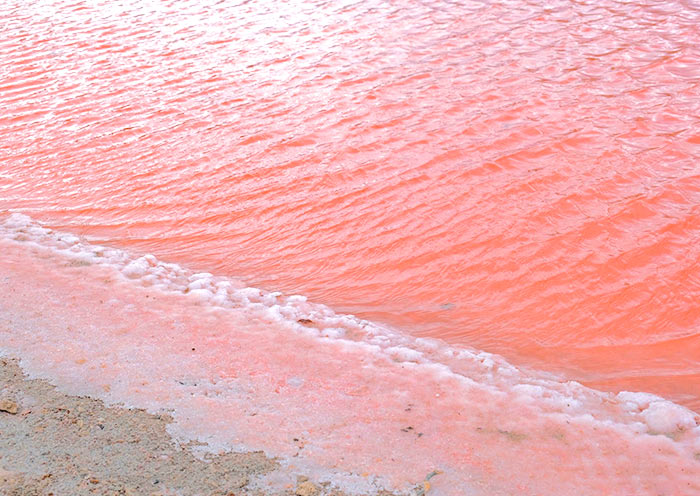 粉紅湖