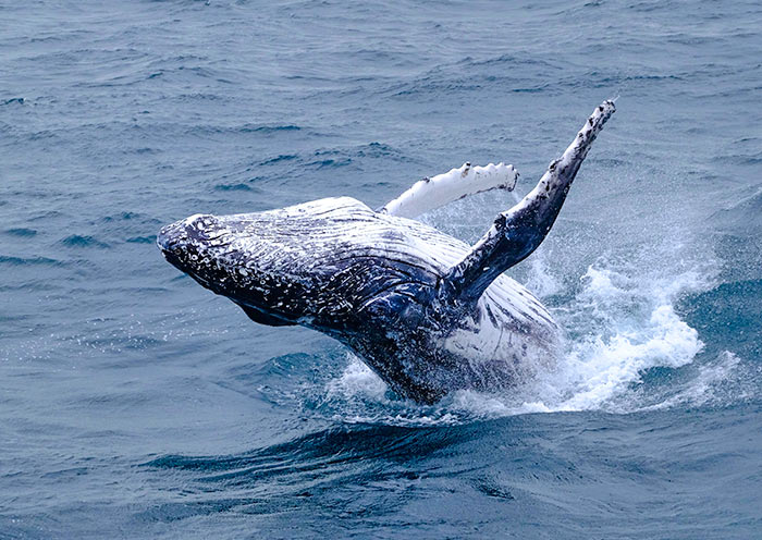 凱庫拉觀鯨 凱庫拉觀鯨