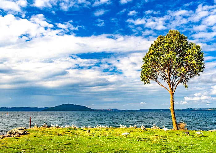 羅托魯瓦湖 羅托魯瓦湖