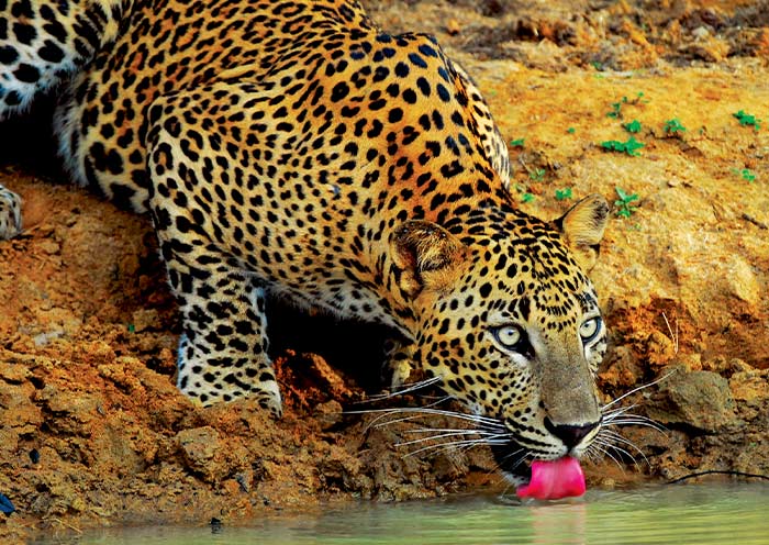 雅拉國家公園 雅拉國家公園