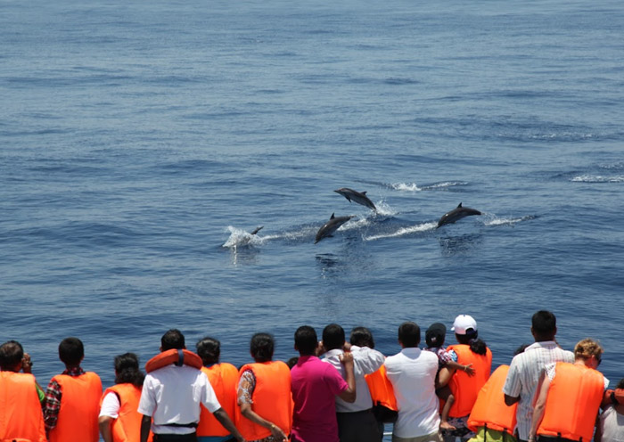 美蕊沙遊船觀鯨 美蕊沙遊船觀鯨