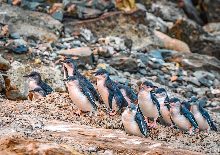 小藍企鵝 小藍企鵝