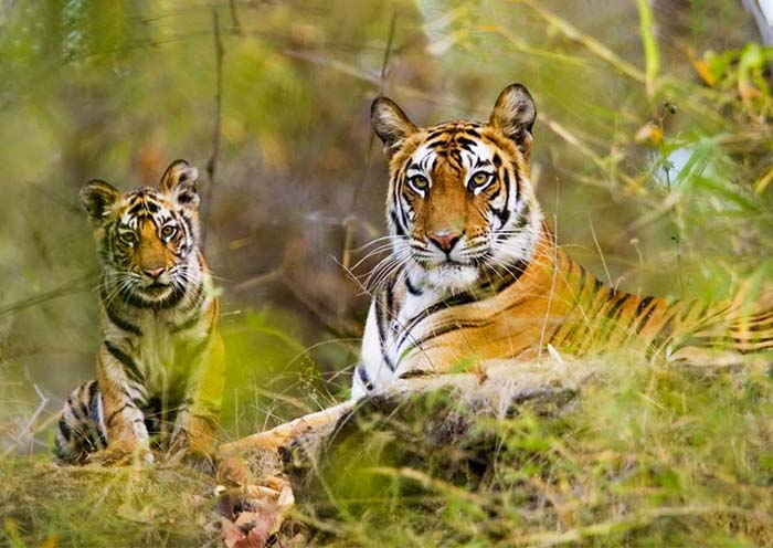 佩里亞爾老虎保護區