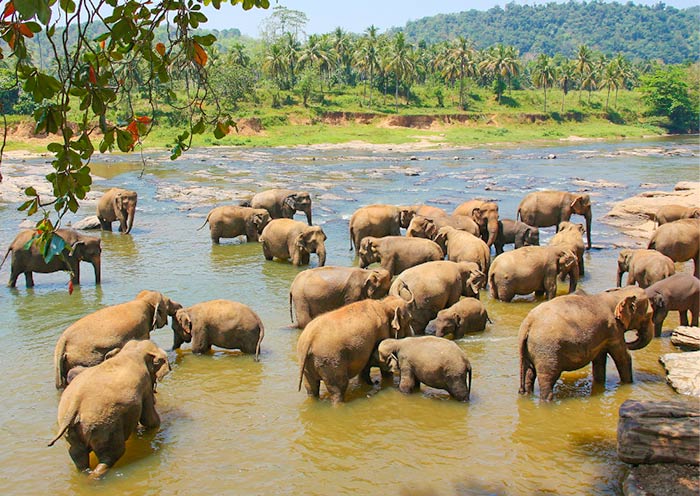 大象孤兒院 大象孤兒院