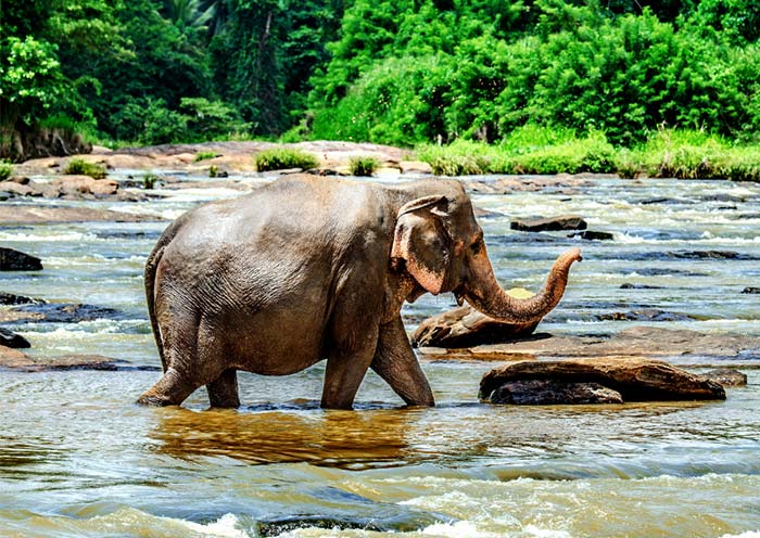 大象孤兒院 大象孤兒院