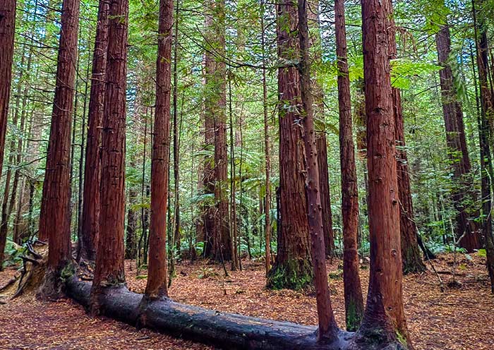 紅木森林 紅木森林