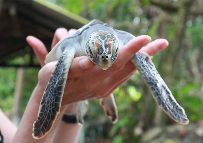 海龜保育中心 海龜保育中心