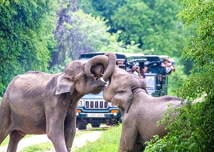 烏達瓦拉維國家公園 烏達瓦拉維國家公園