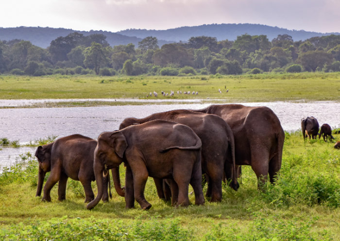 烏達瓦拉維國家公園 烏達瓦拉維國家公園