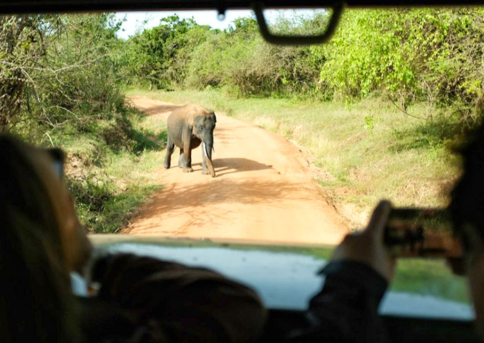 斯里蘭卡10天親子家庭遊: 文化巡禮+自然野趣+海龜保育+高山&海景雙火車