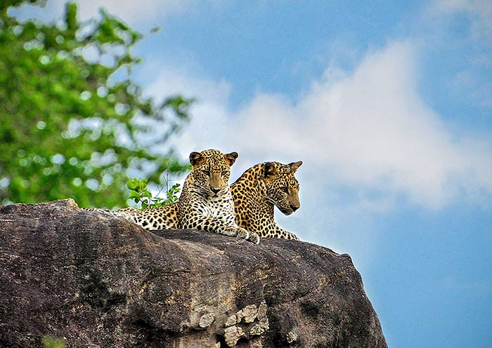 雅拉國家公園 雅拉國家公園